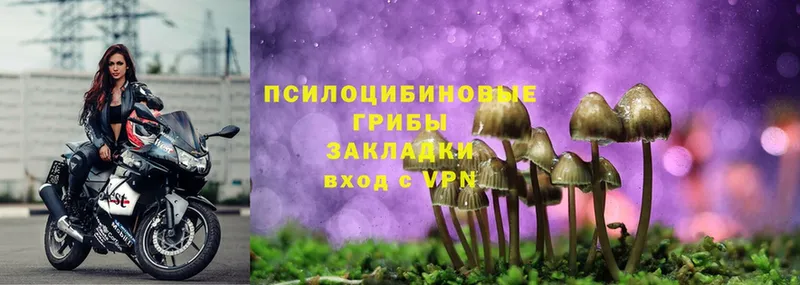 Псилоцибиновые грибы Psilocybe  Белебей 